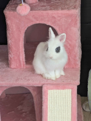 Adopter Zappa