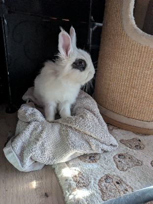 Adoption Zappa
