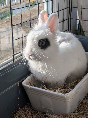 Adoption Zappa