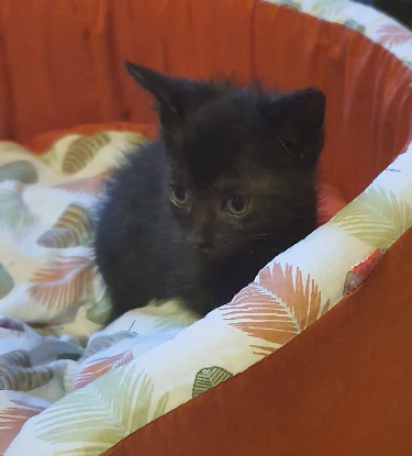 Adopter Horis