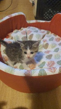 Adopter Nout