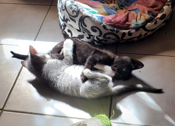 Adopter Grisouillon et nox