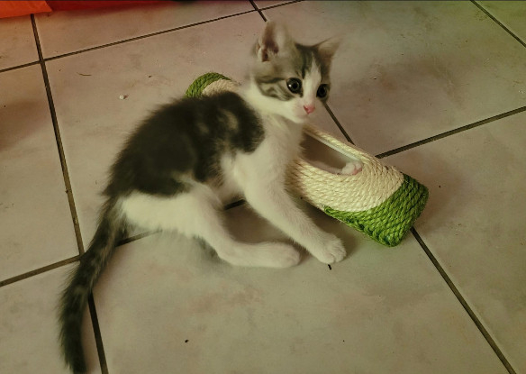 Adopter Grisouillon et nox