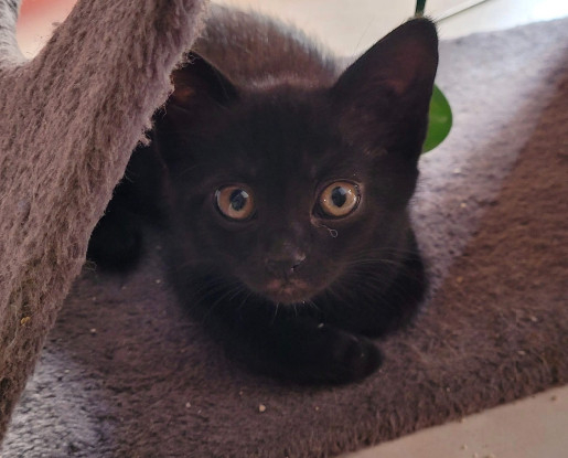 Adopter Grisouillon et nox