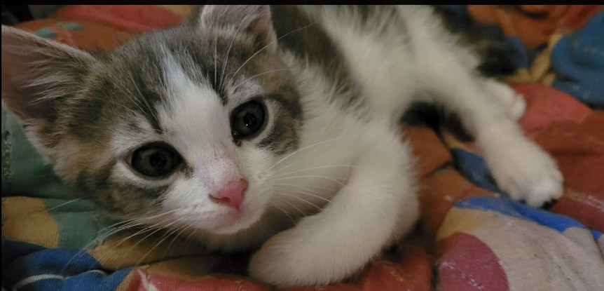 Adoption Grisouillon et nox