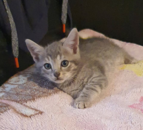 Adopter Grison