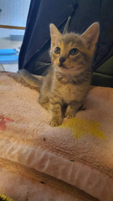 Adopter Grison