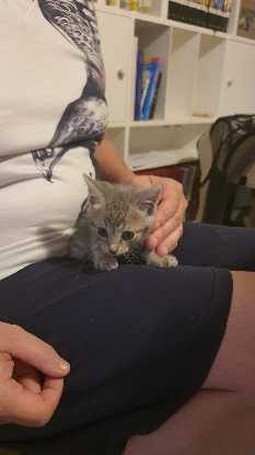 Adopter Grison