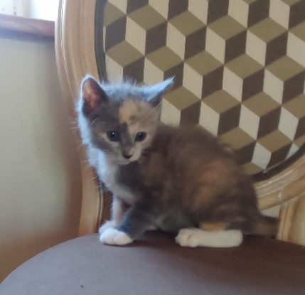 Adopter Lucy