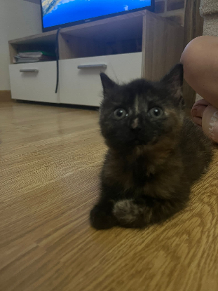 Adopter Havana