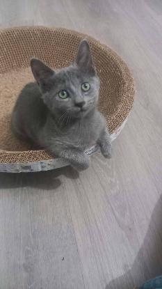 Adopter Chipie