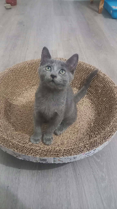 Adopter Chipie
