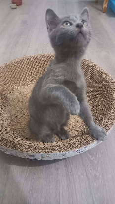 Adopter Chipie