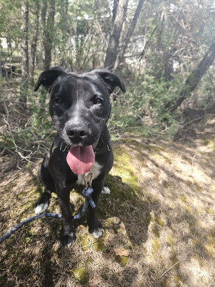 Adopter Alaya