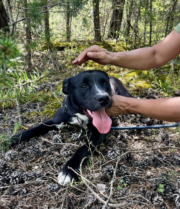 Adopter Alaya