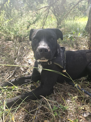 Adoption Alaya