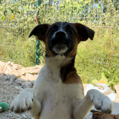 Adopter Samia