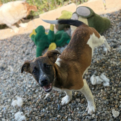 Adoption Samia