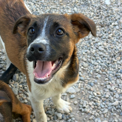 Adopter Samia