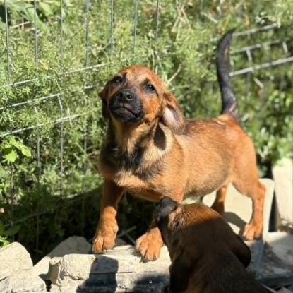 Adopter Sami