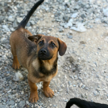 Adopter Sami