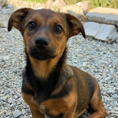 Adopter Sami