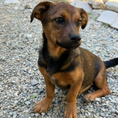 Adoption Sami