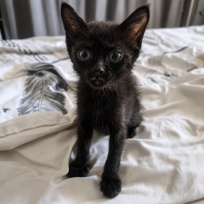 Adopter Bambette