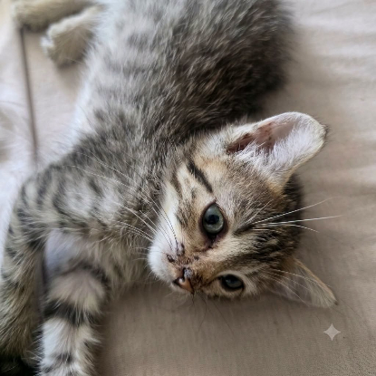 Adopter Bouboule
