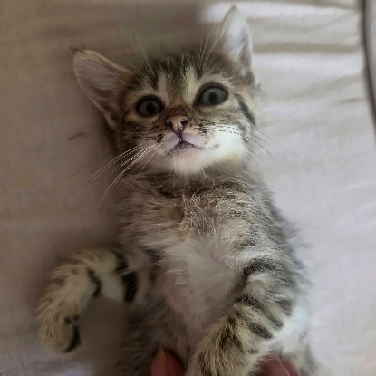 Adopter Bouboule