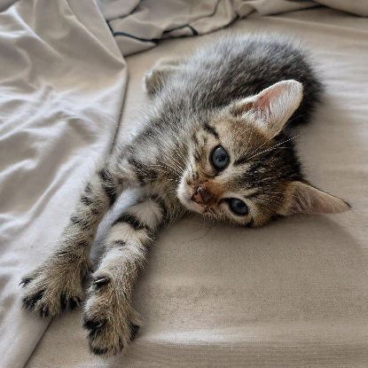 Adopter Bouboule