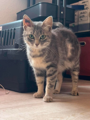 Adopter Steffy