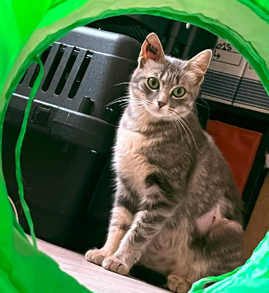 Adopter Steffy