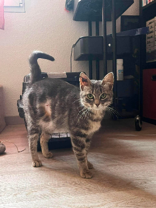 Adopter Steffy