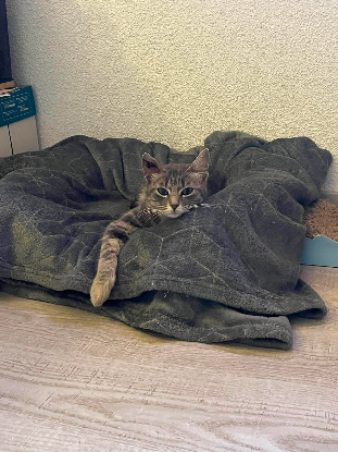 Adoption Steffy