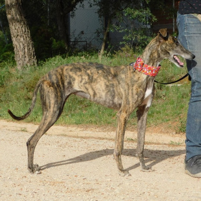 Adopter Triana