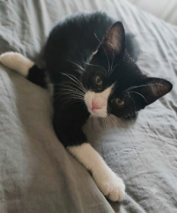 Adopter Petit bou