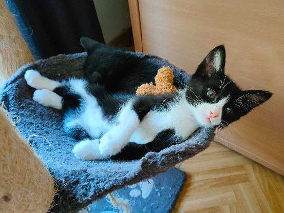 Adopter Petit bou