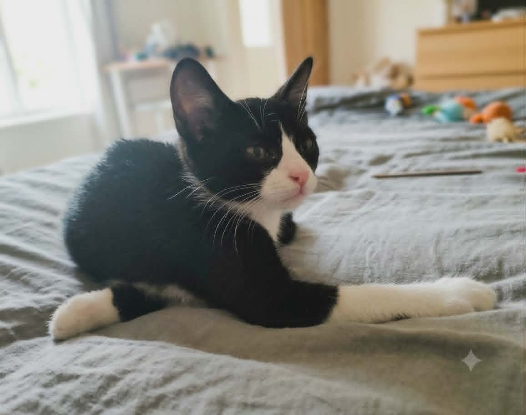 Adoption Petit bou