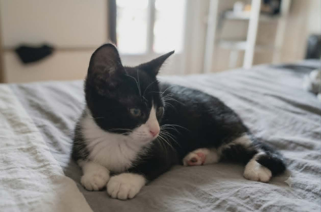 Adoption Petit bou