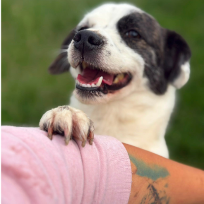 Adoption Lova