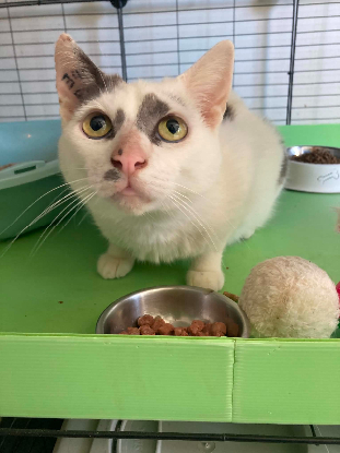 Adopter Emmy