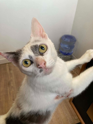 Adoption Emmy