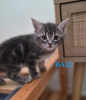 Bali