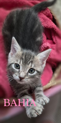 Adopter Bali