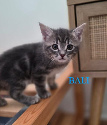 Adopter Bulle