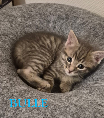 Adopter Bulle