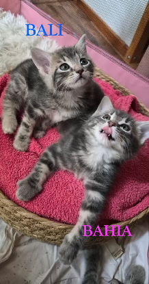 Adoption Bulle