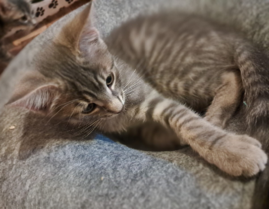Adoption Bonzaï