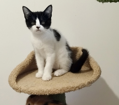 Adopter Moosh
